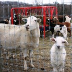 cheap-livestock-fencing Cheap livestock fencing